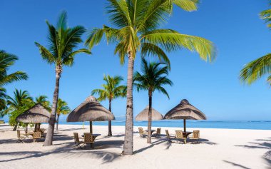 Le Morne plajı Mauritius Tropikal plajı. Palmiye ağaçları, beyaz kum mavisi okyanus ve şemsiyeli plaj yatakları, güneş sandalyeleri ve tropik bir sahildeki palmiye ağacının altında şemsiyeler. Mauritius Le Morne