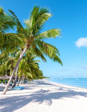 Le Morne plajı Mauritius Tropikal plajı palmiye ağaçları ve beyaz kum mavisi okyanus ve şemsiyeli plaj yatakları, güneş sandalyeleri ve palmiye ağacının altındaki şemsiyeler. 