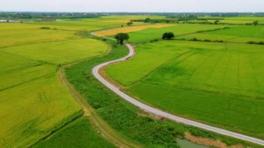 Orta Tayland Suphanburi bölgesindeki yeşil çeltik tarlaları, Tayland 'daki yeşil pirinç tarlalarının insansız hava aracı görüntüsü.