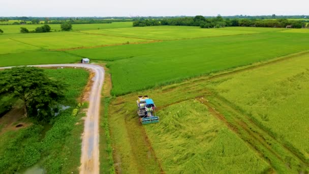 Szüretelő Gép Thaiföldön Dolgozó Rizsföldek Betakarítására Betakarítás Rizs Hántolatlan Mező — Stock videók