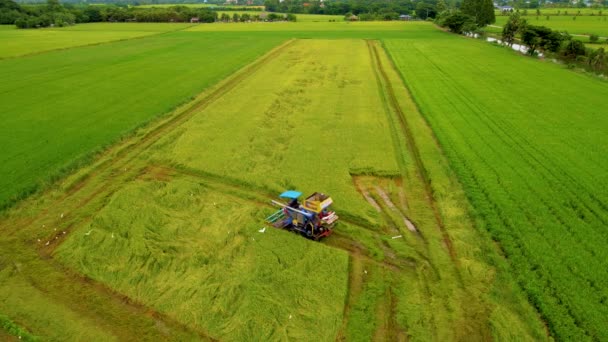 Tayland Çalışan Pirinç Tarlalarını Hasat Etmek Için Bir Hasat Makinesinin — Stok video