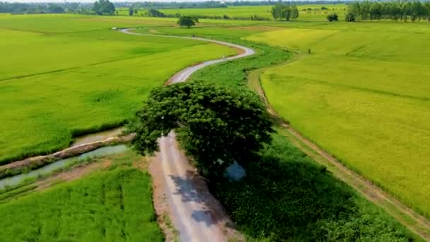 Rizières Vertes Thaïlande Centrale Région Suphanburi Drone Vue Aérienne Des — Video
