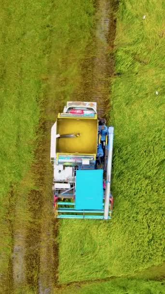 Машина Сбора Урожая Рисовых Полей Работает Таиланде Уборка Рисового Поля — стоковое видео