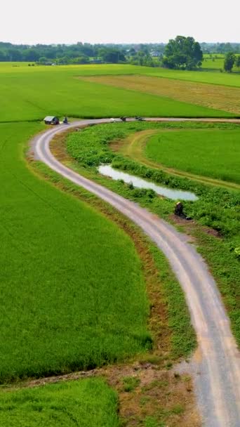 Зеленые Рисовые Поля Центральном Таиланде Suphanburi Региона Беспилотный Вид Зеленые — стоковое видео