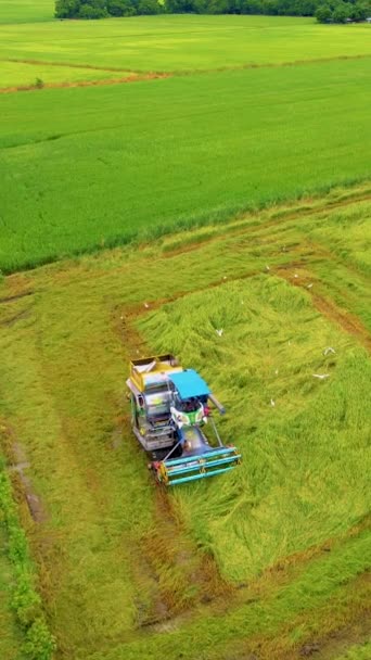 Машина Сбора Урожая Рисовых Полей Работает Таиланде Уборка Рисовых Полей — стоковое видео