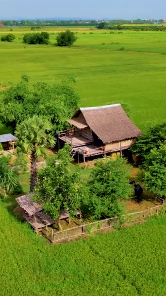 タイ中央スーパーブリ地方の緑米田を有する竹小屋ホームステイファーム タイの緑田のドローン空中観察 — ストック動画