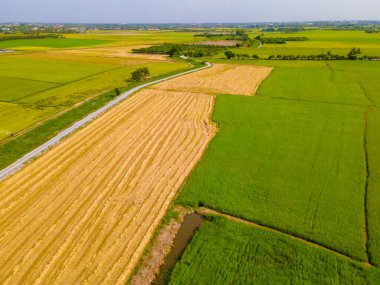 Orta Tayland Suphanburi bölgesindeki yeşil çeltik tarlaları, Tayland 'daki yeşil pirinç tarlalarının insansız hava aracı görüntüsü.