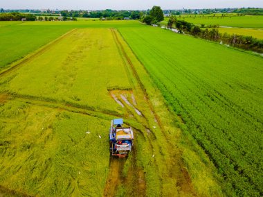 Tayland 'da pirinç tarlalarını hasat etmek için kullanılan bir biçerdöver makinesinin üst görüntüsü. Tayland 'ın merkezinde pirinç tarlası hasat etmek.