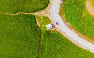 Orta Tayland Suphanburi bölgesindeki yeşil çeltik tarlaları, Tayland 'daki yeşil pirinç tarlalarının insansız hava aracı görüntüsü.