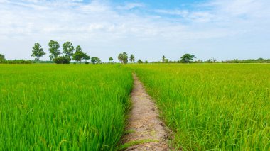 Merkez Tayland Suphanburi bölgesinde yeşil pirinç tarlaları olan bambu kulübesi çiftliği, Tayland 'daki yeşil pirinç tarlalarının insansız hava aracı görüntüsü.