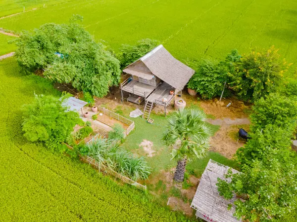 Bamboo Hut Homestay Farm Green Rice Paddy Fields Central Thailand — Stock Photo, Image
