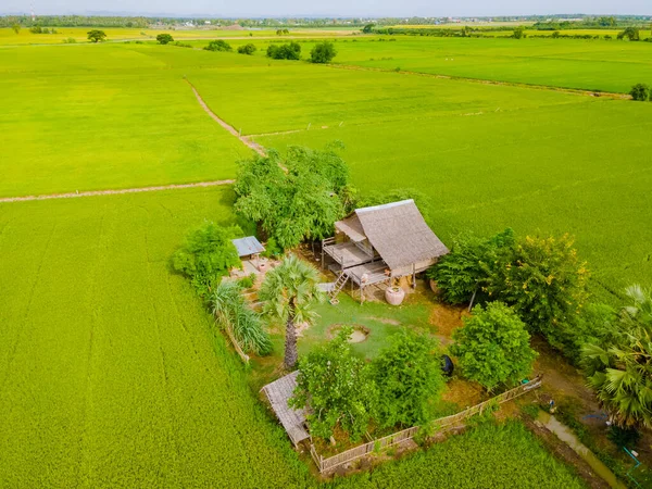 Merkez Tayland Suphanburi Bölgesinde Yeşil Pirinç Tarlaları Olan Bambu Kulübesi Stok Resim