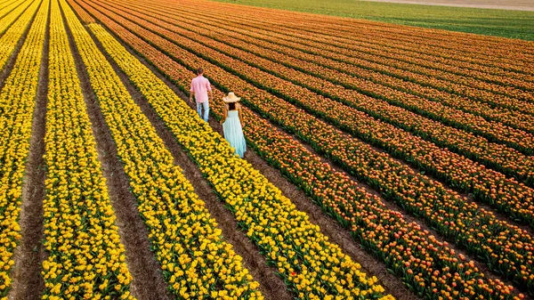 drone view of couple in flower field , tulip field during sunset, men and woman walking in tulip field in the Netherlands Noordoostpolder Flevoland