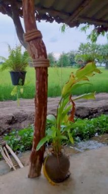 Tayland 'ın merkezinde yeşil çeltik tarlaları olan bambu kulübe çiftliği. 