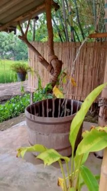Tayland 'ın merkezinde yeşil çeltik tarlaları olan bambu kulübe çiftliği. 