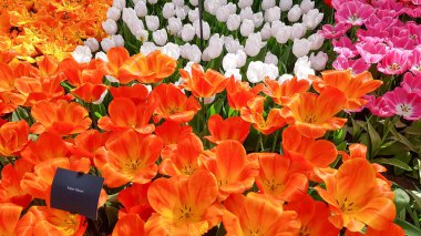 Amsterdam 'daki bir çiçekçide laleler, Amsterdam' daki renkli çiçeklerin yukarıdan görünüşü.