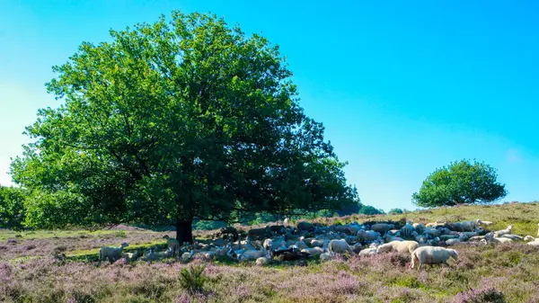Sheep at the heather fields of the Posbank in the Netherlands, Heath cannot exist without sheep. If the heathland is not grazed it would disappear, Sheep keep the heath open with their grazing