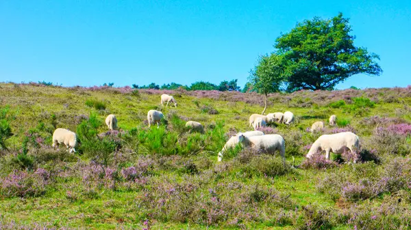 Sheep at the heather fields of the Posbank in the Netherlands, Heath cannot exist without sheep. If the heathland is not grazed it would disappear, Sheep keep the heath open with their grazing