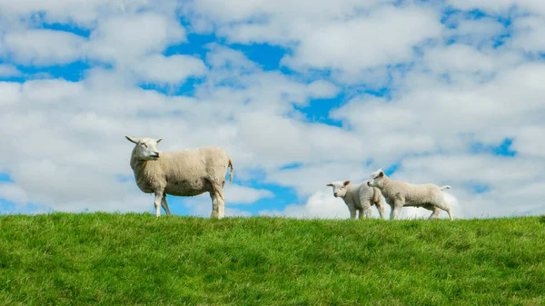 小羊和小羊在耶斯梅尔湖边的大堤上 春天的景色 荷兰绵羊在绿草上的草地上 荷兰Noordoospolder — 图库照片