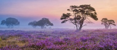 Zuiderheide National park Veluwe, purple pink heather in bloom, blooming heater on the Veluwe by Laren Hilversum Netherlands, blooming heather fields