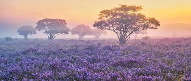 Zuiderheide National park Veluwe, purple pink heather in bloom, blooming heater on the Veluwe by Laren Hilversum Netherlands, blooming heather fields