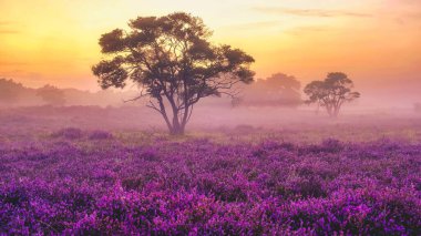 Çiçekli Heather tarlaları, çiçek açmış mor pembe funda, Hollanda 'daki Veluwe Zuiderheide parkında çiçek açan ısıtıcı. Hollanda gün doğumunda sis ve sisle