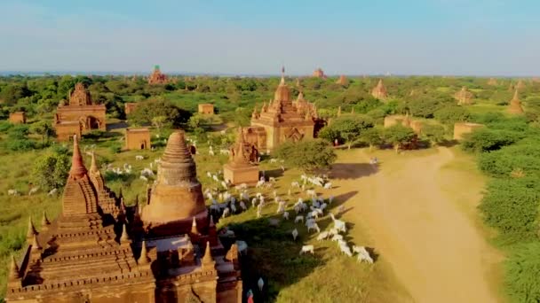 Bagan Mianmar Napkelte Felett Templomok Pagodák Bagan Mianmar Táj Templomok — Stock videók