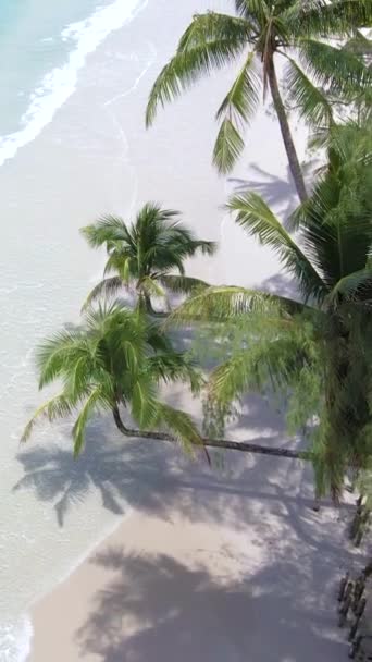 Koh Kood Adası Tayland Trat Asılı Palmiye Ağaçları Olan Plaj — Stok video