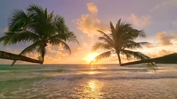 Zonsondergang Het Strand Met Hangende Palmbomen Bij Koh Kood Island — Stockvideo