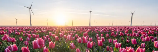 荷兰的风车上 有着郁金香的美丽的落日 — 图库照片
