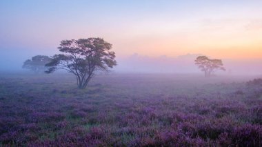 Hollanda 'daki Veluwe Zuiderheide parkında ısıtıcı. Hollanda, Laren yakınlarındaki milli park Zuiderheide 'de sisli ve sisli bir havada gün doğumunda
