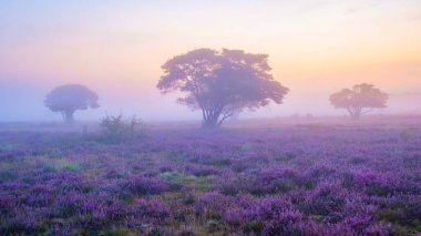 Çiçekli Heather tarlaları, çiçek açmış mor pembe funda, Hollanda 'daki Veluwe Zuiderheide parkında çiçek açan ısıtıcı. Hollanda gün doğumunda sis ve sisle
