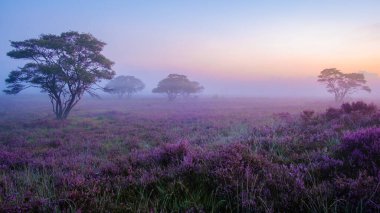 Çiçekli Heather tarlaları, çiçek açmış mor pembe funda, Hollanda 'daki Veluwe Zuiderheide parkında çiçek açan ısıtıcı. Hollanda gün doğumunda sis ve sisle