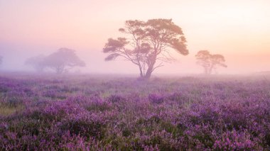 Çiçek açan Heather tarlaları, çiçek açan mor pembe funda, Hollanda 'nın Veluwe Zuiderheide parkında Laren yakınlarındaki milli park Zuiderheide' de sisli ve sisli bir havada açan ısıtıcı.