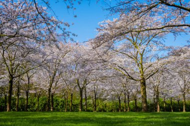 Parkın Kersenbloesempark Çiçek Parkı 'nda bir çift kadın ve erkek pikniği Amsterdamse Bos' ta 400 kiraz ağacı vardır baharda güzel kiraz çiçeklerinin ya da Sakura 'nın tadını çıkarabilirsiniz. Hollanda