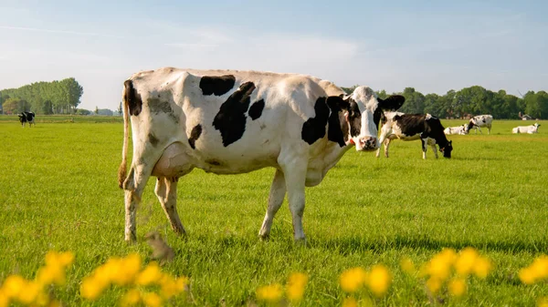 Hollanda 'nın Noordoostpolder Flevoland bölgesindeki güneşli bahar havası sırasında Hollanda' daki bir grup inek dışarıda bekliyor.