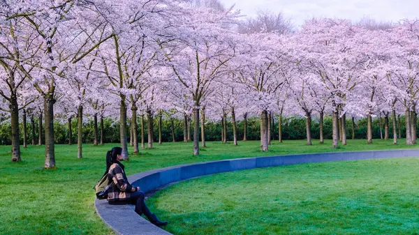 Kersenbloesempark Flower Park Existem 400 Cerejeiras Amsterdamse Bos Primavera Você — Fotografia de Stock