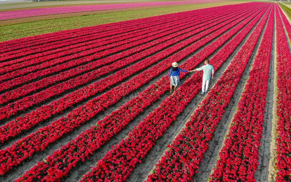 Men and women in flower fields seen from above with a drone in the Netherlands, flower fields in the Netherlands during Spring