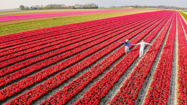a couple of Men and women in flower fields seen from above with a drone in the Netherlands, flower fields in the Netherlands during Spring