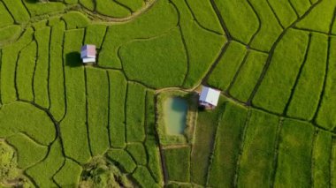Tayland 'ın kuzeyinde yeşil çeltik tarlalı Kraliyet Projesi Khun Pae, Tayland, Chiangmai' de Terrace Rice Field
