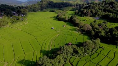 Tayland, Chiangmai 'deki Terrace Rice Field Kuzey Tayland' daki Khun Pae Kraliyet Projesi günbatımında yeşil çeltik tarlaları.