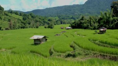 Güneşli bir günde Tayland, Chiangmai 'de pirinç tarlası. 