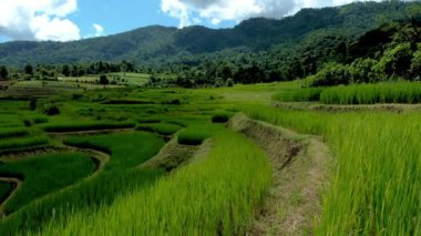Tayland 'ın kuzeyinde yeşil çeltik tarlalı Kraliyet Projesi Khun Pae, güneşli bir günde Tayland, Chiangmai' deki Terrace Rice Field