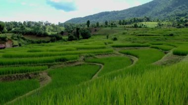 Tayland 'ın kuzeyinde yeşil çeltik tarlalı Kraliyet Projesi Khun Pae, güneşli bir günde Tayland, Chiangmai' deki Terrace Rice Field