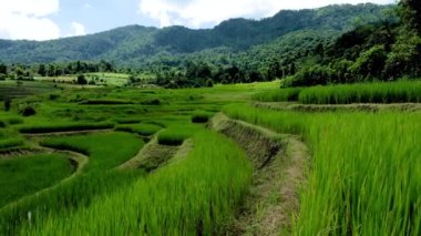 Güneşli bir günde Tayland, Chiangmai 'de pirinç tarlası. 