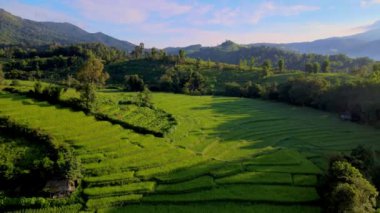 Chiangmai, Tayland 'daki teras pirinç tarlasında akşam güneşinde yeşil çeltik tarlalarında küçük çiftlik kulübeleriyle.