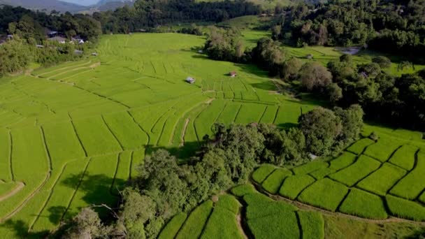 Трапезна Рисова Галузь Чіангмай Таїланд Заході Сонця — стокове відео