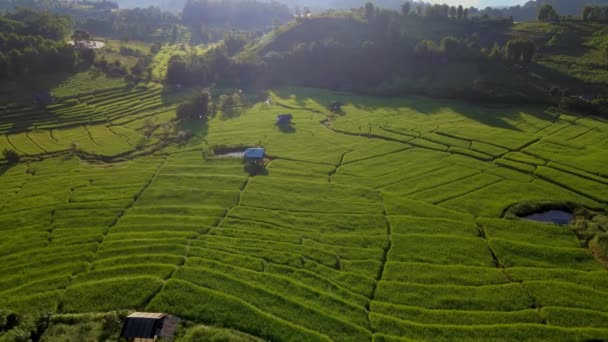 Γήπεδο Ρυζιού Στο Chiangmai Της Ταϊλάνδης Κατά Διάρκεια Της Πράσινης — Αρχείο Βίντεο