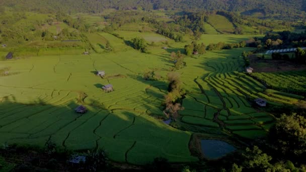Terrasserade Risfält Chiangmai Thailand Vid Solnedgången — Stockvideo