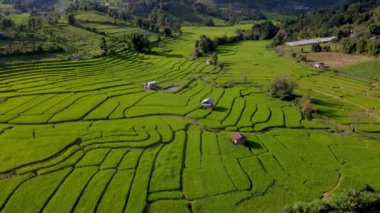 Tayland 'ın kuzeyinde yeşil çeltik tarlalı Kraliyet Projesi Khun Pae, Tayland, Chiangmai' de Terrace Rice Field